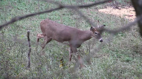 Deer slowly grazing Stock Footage 32929110