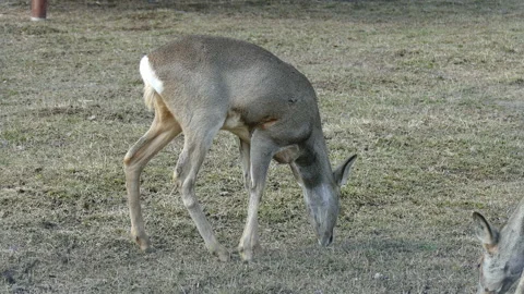 Deer slowly walks through the meadow and eats grass 動画素材 117296531