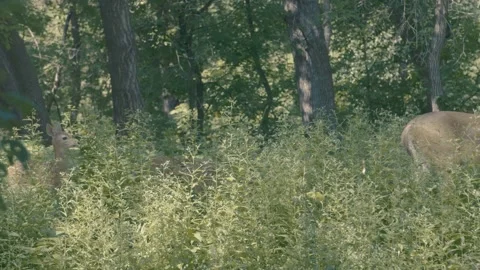 Deer Slowmo 1 Stock Footage 217763758