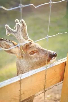 Deer with small antlers looking through a wooden fence Stock Photos