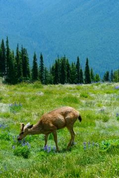 Deer Smelling Flowers Stock Photos