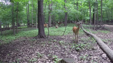 DEER SMELLS THE AIR Video stock 48874974
