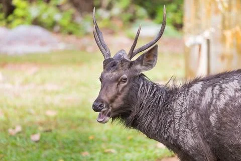 Deer smiling on the grass. Stock Photos