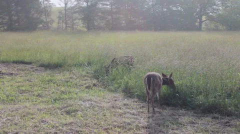 Deer in Smokies Stock Footage 7766054