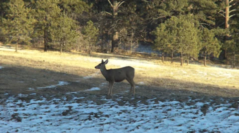 Deer in a snaow dusted field Stock Footage 35989459