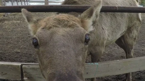 Deer sniffing the camera Stock Footage 75463014