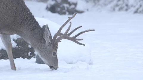 Deer Sniffs at Ground, Stretches Neck in Yosemite Stock Footage 122400137