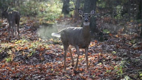 Deer snorting, blowing and stomping to signal danger. Stock Footage 164316533