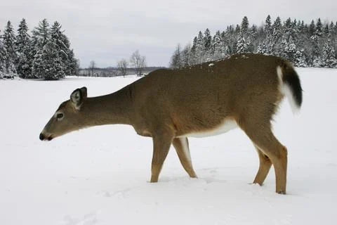 Deer in the snow 2 Stock Photos