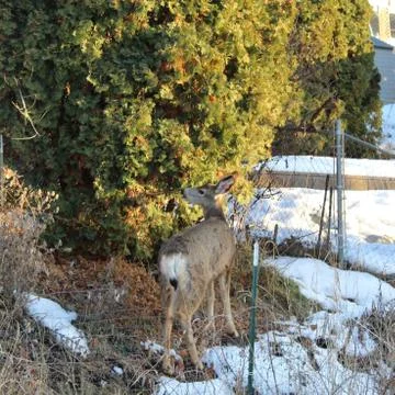 Deer on snow covered ground Stock Photos