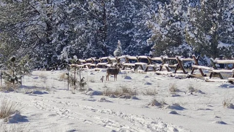 Deer Snow Day Stock Footage 266960608