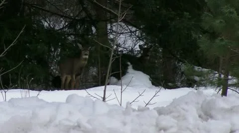 Deer in the Snow Video stock 20481469