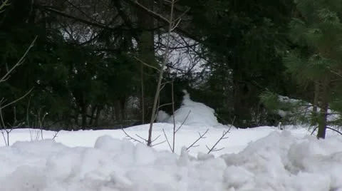 Deer in the Snow Stock-Footage 20481841