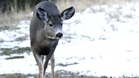 Deer on snow Stockbeeldmateriaal 46263005
