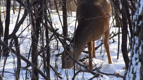 Deer in the snow Stock Footage 108412436