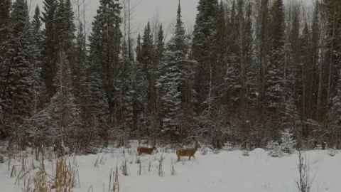 Deer in the snow Stock Footage 275289408