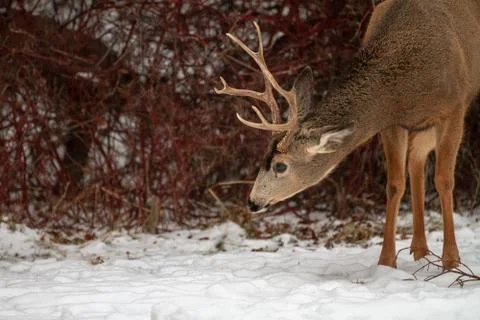 Deer in the snow with its head down Foto stock