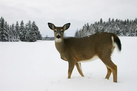 Deer in the snow Stock Photos