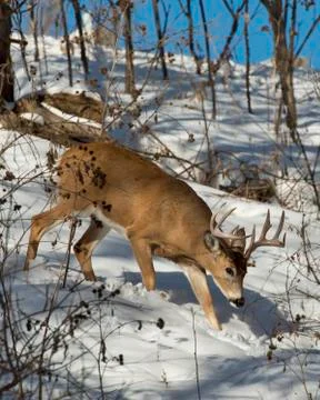 Deer in the snow Stock Photos