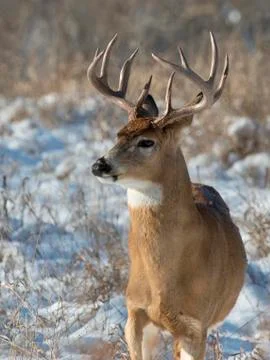 Deer in the snow Stock Photos