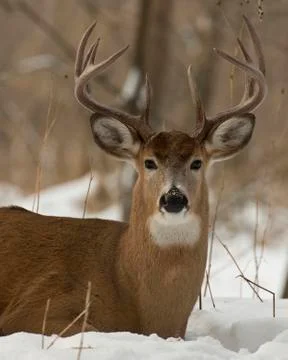 Deer in the snow Stock Photos