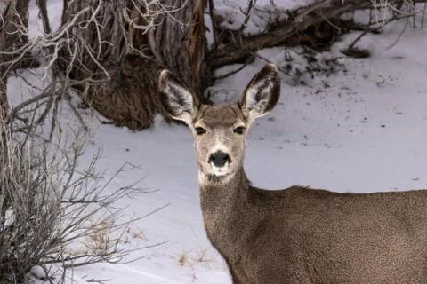 Deer in the snow Stock Photos