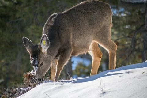 Deer on the snow Foto stock