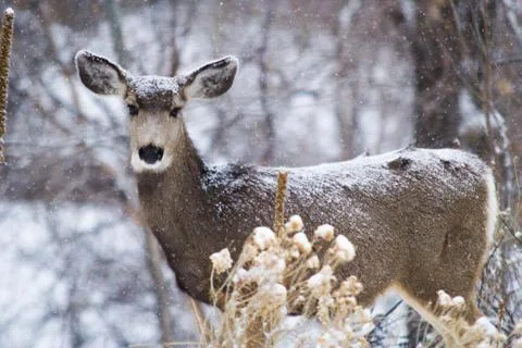 Deer in Snow Stock Photos