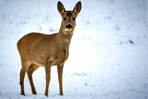 Deer in the snow Stock Photos