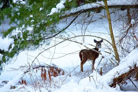 Deer in snow scene Stock Photos