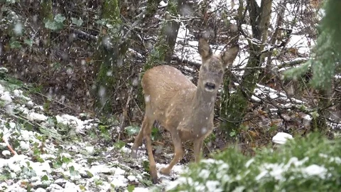 Deer In The Snow - Slow Motion Stock Footage
