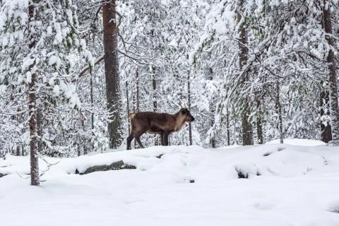 The deer in the snow of winter forest. Stock Photos