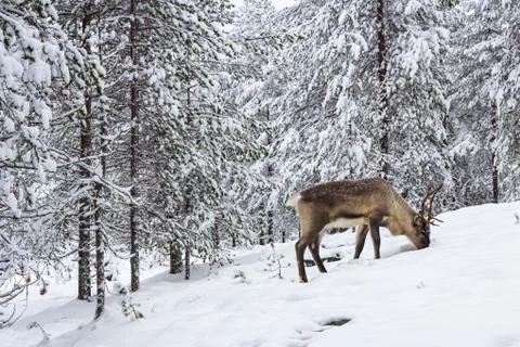 The deer in the snow of winter forest. Stock Photos