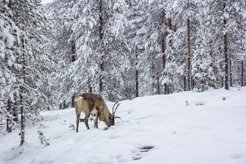 The deer in the snow of winter forest. Stock Photos
