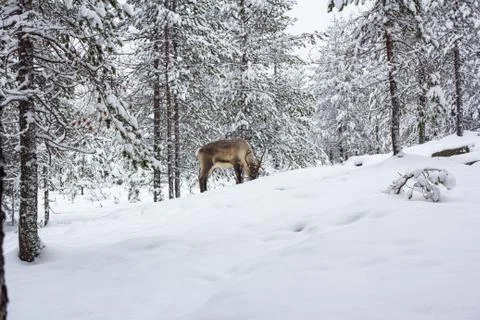 The deer in the snow of winter forest. Stock Photos