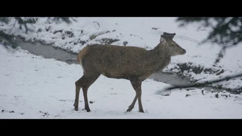 Deer in snowfall Vidéo 270775430