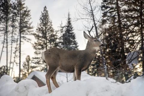 Deer in a snowing forest looking around Stock Photos