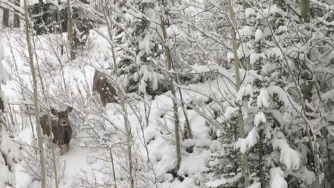 Deer in Snowy Forest Stock Footage 123170004
