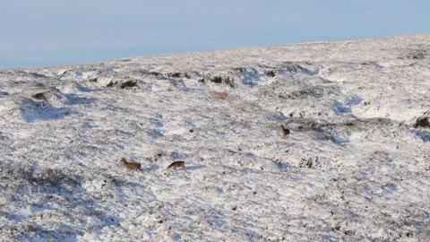 Deer on Snowy Hillside Under Clear Blue Sky 库存影片 334038675