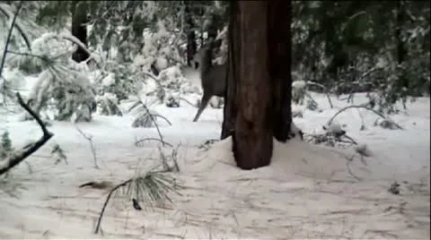 Deer In Snowy Mountain Forest Stock Footage 9539583