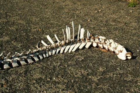 Deer spine Stock Photos