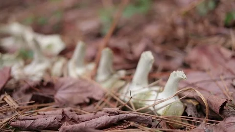 Deer Spine in the Woods Stock Footage 79584558