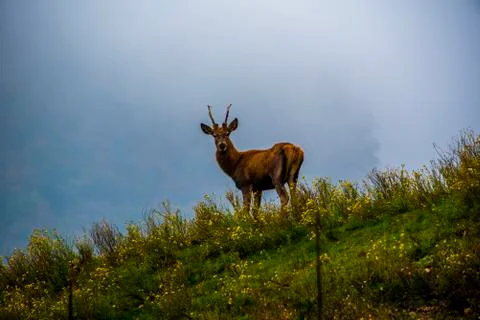 Deer with spoiled horns Stock Photos