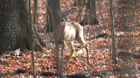 Deer is spooked and runs Stock Footage