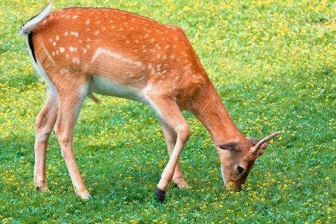 Deer in on a spot of grass in the forest Stock Photos