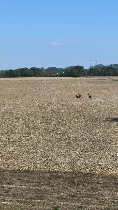 Deer spotted in a field under a tree. Stock Footage 346142412