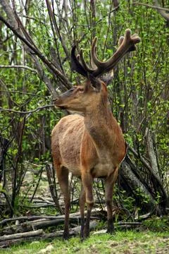 Deer on a spring day Stock Photos