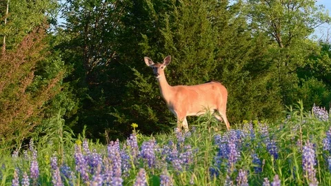 Deer in a spring meadow Stock Footage 128146082