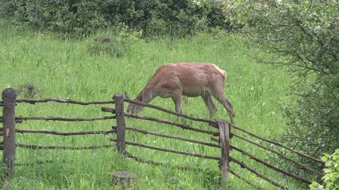 Deer on a spring pasture. Stock Footage 131659021