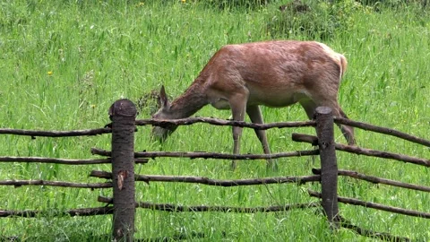 Deer on a spring pasture. Stock Footage 131664662
